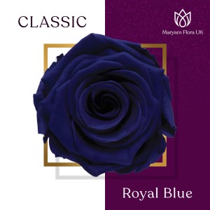CLASSIC ROYAL BLUE