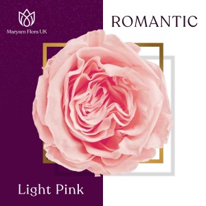 ROMANTIC LIGHT PINK