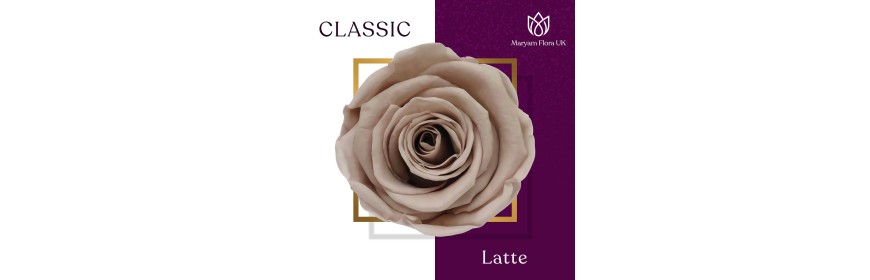 CLASSIC SHAPE ROSE